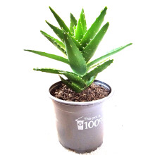 Delightful Mini Aloe Vera Plant Excellent healing benefit - Aloe Vera Gel - Next day delivery option - Aloe Vera, Aloe vera plants