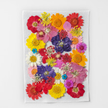Flores secas prensadas – Botânicos naturais, 35 unidades