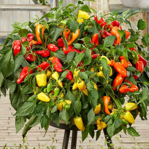 Unwins Peppers from Heaven Mix 1