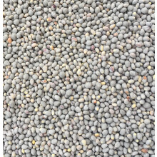 White Clover Seed 1kg Green Manure CSH