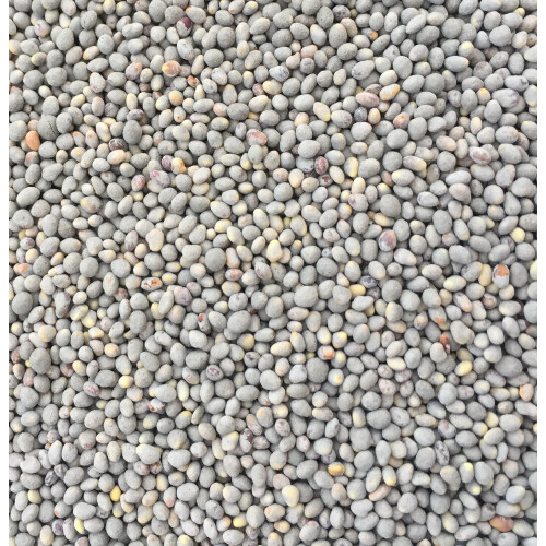 White Clover Seed 1kg Green Manure CSH