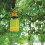 Zero In Fly Max Re-Usable Fly Catcher, Twin-pack STV336 with Bait Refill Sachet 3-Pack STV337, Effective Flytrap, Refillable Insec 3