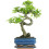 Chinese Elm Bonsai Tree 1