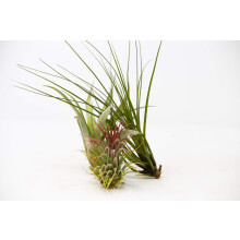 3 Tillandsia Air Plants - Large Plants for Indoors - Amazing Gifts