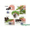 Clonex - Rooting Hormone Gel - Full Box - 12x 50ml 2