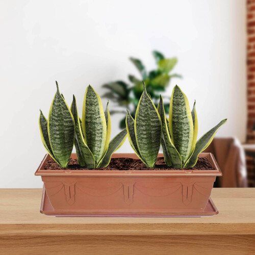Whitefurze Venetian Window Box Tray 40Cm Terracotta 1