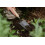 Kent & Stowe Carbon Steel Hand Trowel 3