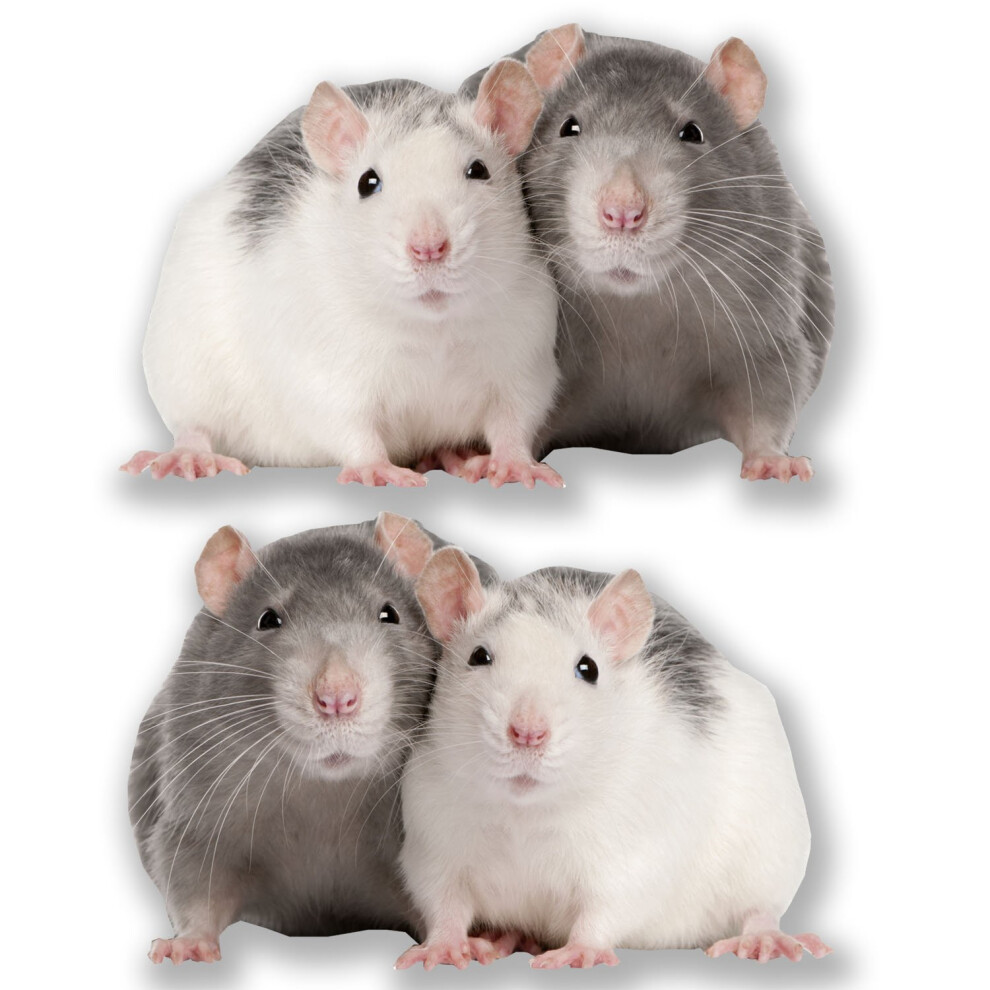 2 X 10Cm Cute Fancy Rat Stickers Laptop Tablet Car Decal Kids Girls Animal #6605 (10Cm Wide X 6.5Cm Tall) 5051226431661