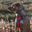 Embark Pets Adventure Dog Harness, No Pull Dog Harness with 2 Leash Clips, for Large Dogs anti pull Front & Back with Control Handle, Adjustable 4