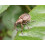 Nemasys Vine Weevil Killer 100sqm 4