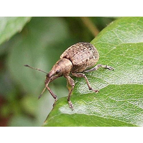 Nemasys Vine Weevil Killer 100sqm 2