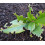 Nemasys Vine Weevil Killer 100sqm 4