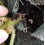 Nemasys Vine Weevil Killer 100sqm 6