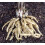 100pcs White Skirret Plant Seeds 2