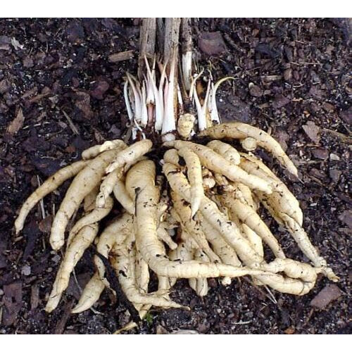 100pcs White Skirret Plant Seeds 1