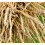 100pcs White Skirret Plant Seeds 3