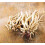 100pcs White Skirret Plant Seeds 5