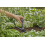 Gardena Gardena Micro-Drip-System Installation Tool: Accessory for the automatic irrigation system, tool for assembly and for punching hol 5
