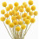 Fiori secchi di Billy Balls gialli per composizioni floreali 1