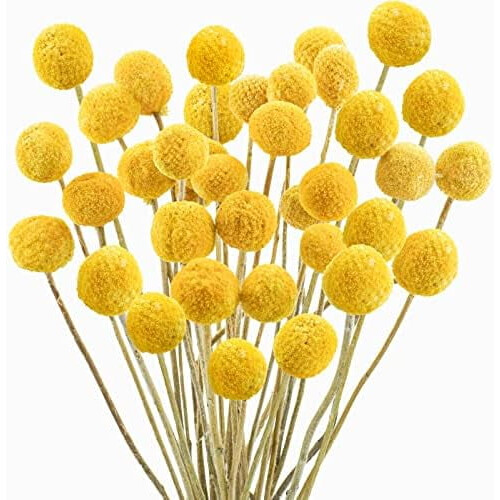 Fiori secchi di Billy Balls gialli per composizioni floreali