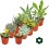 Set of 10 Different Succulent Plants - 5,5cm Pot im Set 2
