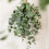 Unwins Houseplant Eucalyptus Baby Blue 2