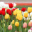 100pieces Mixed Tulip Flower Seeds 2