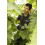 Spear & Jackson Spear & Jackson 6358KEW Kew Gardens Collection Ratchet Loop Handle Secateurs 3