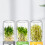 Food Grade Plastic Mason Jar Sprout Growing Set Includes-White 2