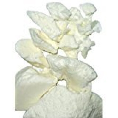 Geel Baksteenpad Rauwe Mango Boter 16oz