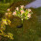 Solar Flower Stake Lights Pink, 42 LED, 73 cm 1