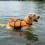 Comfortable Dog Swimming Gear With Increased observability-L S 5