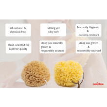 Pasiphae Baby Natural Sea Sponges – Ultra Soft Honeycomb Bath Sponges