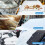 Bigqin Car Windshield Protector, Magnetic Ice Windshield Protector, Universal Foldable Front Windshield Cover with Side Mirror for Cars and SUVs 5