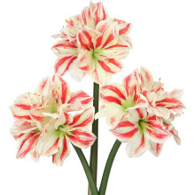 Gais Amaryllis Bréige Síoda 17.3in Pacáiste 3