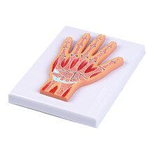 3D Printed Realistic Wrist Joint Model For Students And Medicals