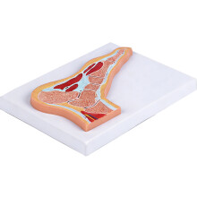 Anatomical Ankle Foot Joint Model With Detailed Muscles and