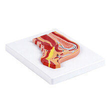 Educational PVC Shoulder Anatomy Model Anatomical Shoulder Joint