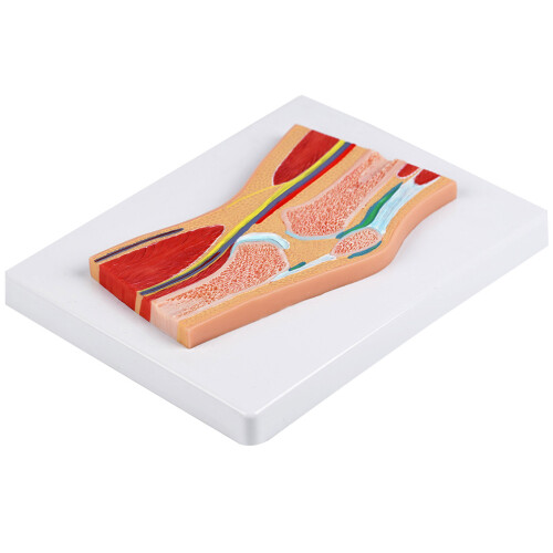 Sectional Anatomical Knee Joint Model For Anatomy Education