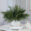 Real Touch Norfolk Pine Branch 18 Inch 1 Piece 1