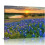 Bluebonnets Sunset Skyline Canvas Print 16x12 cali 1