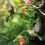 Kunstig Kolibrifoderblomst – Rød & Gul, Sæt 1