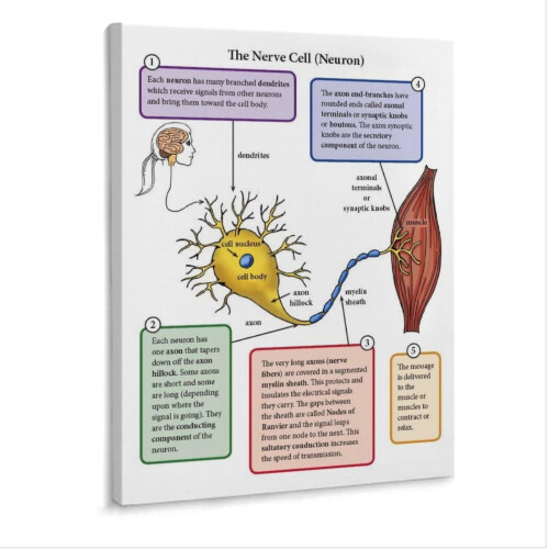 Poster pe pânză cu structura celulelor neuronale
