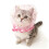 Couvre-chef pour animaux de compagnie en Polyester,-Rose 1