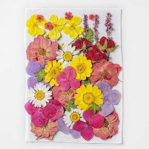 Fiori secchi pressati, 35 pezzi, prodotti botanici naturali.