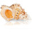 Grote harsschelp (5-7 inch) 1