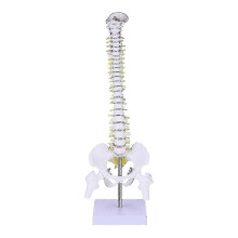 1pc Human Spine Tailbone Pelvis Bone Model for Medical Training