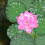 5-Pack Artificial Lotus Leaves for Pond Decoration 5