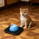 Slow Feeder Dog Bowl & Lick Mats With Interactive Rotating-Blue 7