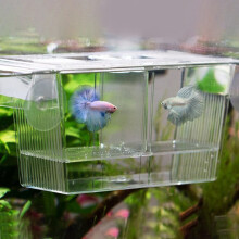 Acuario de plástico transparente para la cría de peces con ventosas.